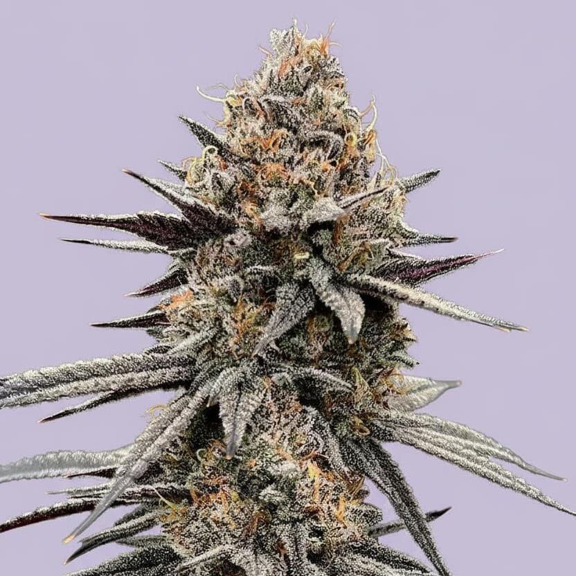 Grape Bubblegum 1