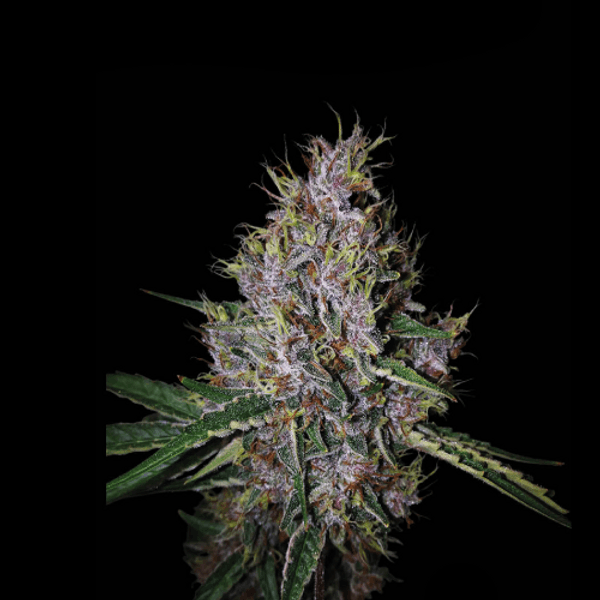 Amaretto Tarmac Auto