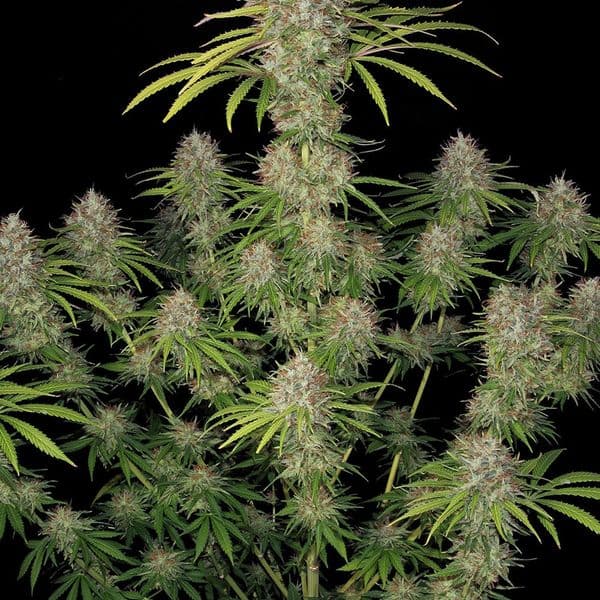 Amnesia Haze F1 Auto