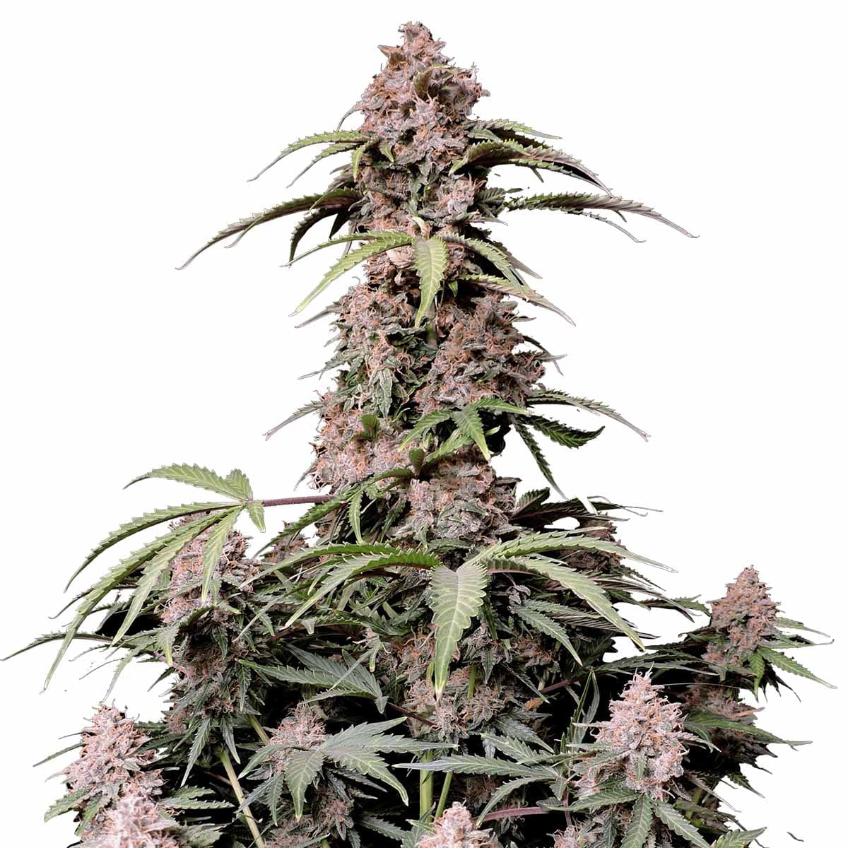 Amnesia Zkittlez Auto