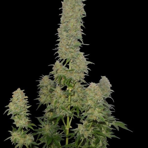 Auto Afghani F1