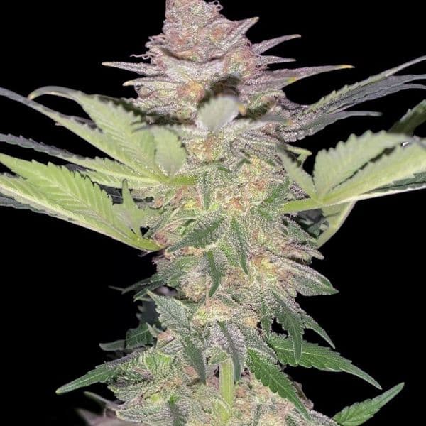Auto Black Domina