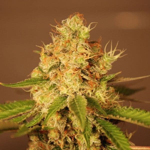 Auto Diesel