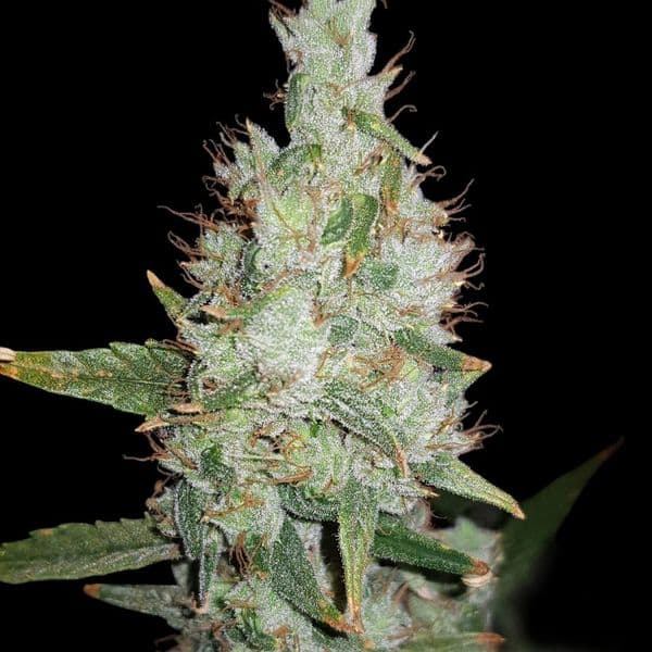 Auto Hawaiian Snow