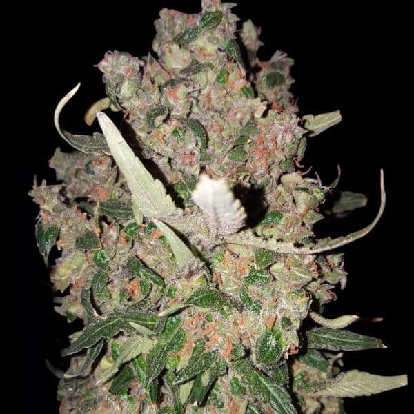 Auto Mendo Breath