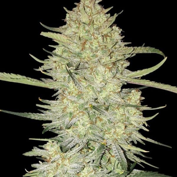 Auto Mimosa Zkittlez