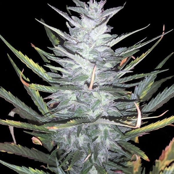 Auto Purple Mimosa XL