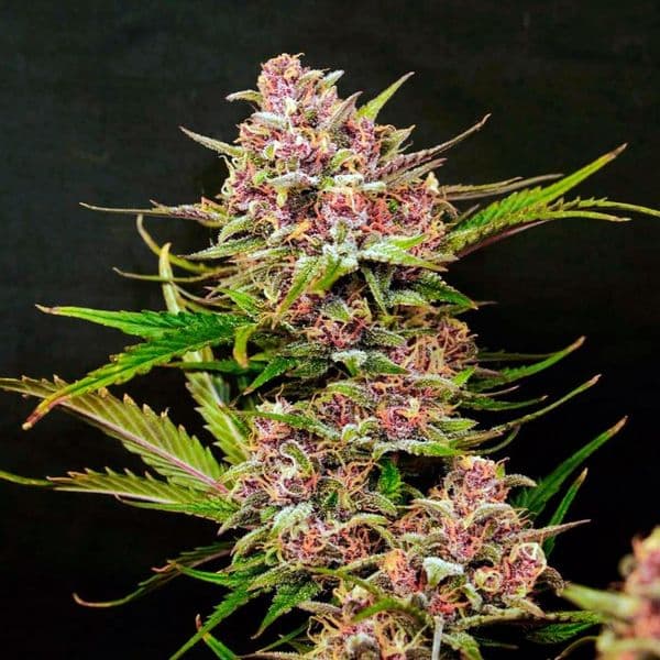 Auto Purple OG Punch