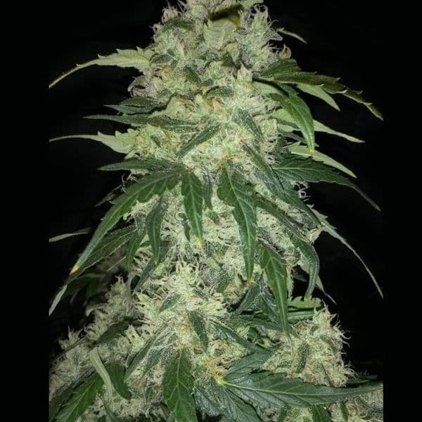 Auto Rainbow Candy XL