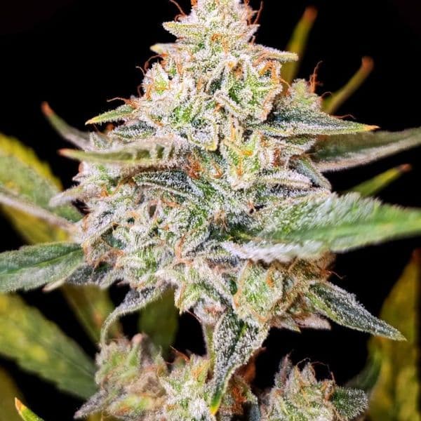 Auto Red Gorilla Cookies