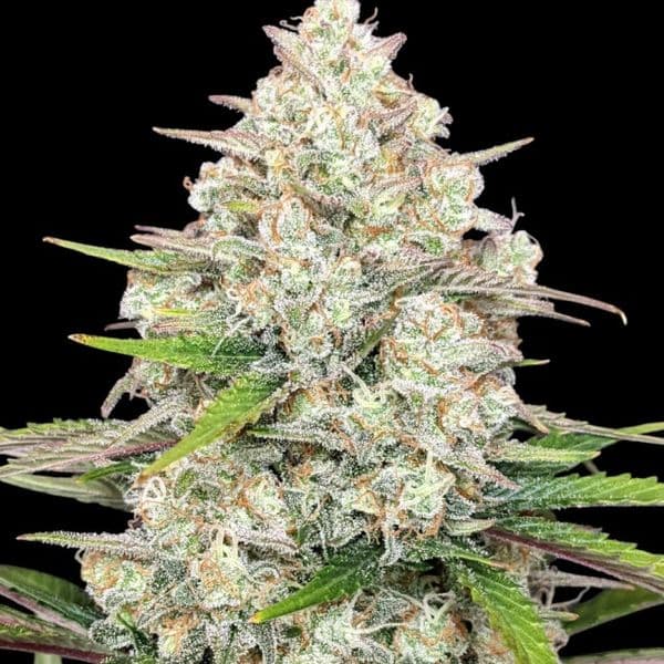 Auto Skywalker OG Gelato