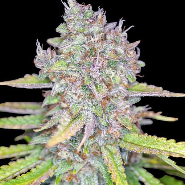 Auto Strawberry Cake