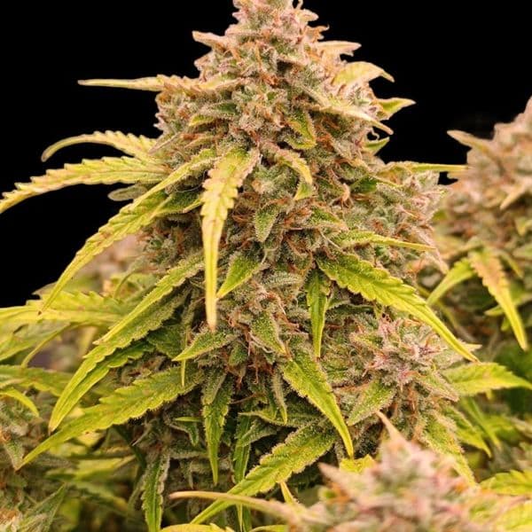 Auto Tequila Sunrise