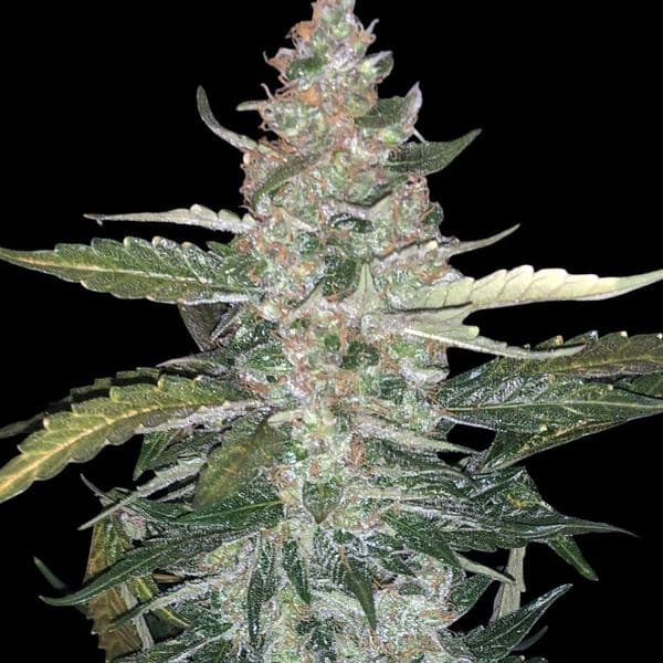 Auto Thin Mint