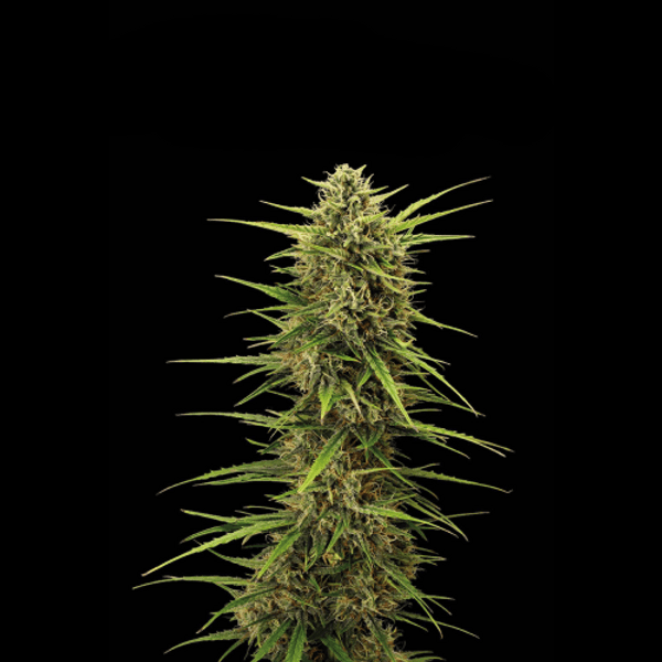 Black Rainbow Auto