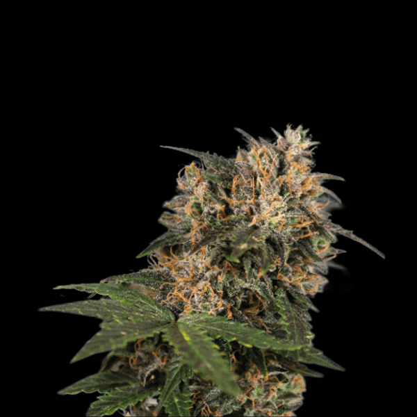 Blackberry Gum Fem