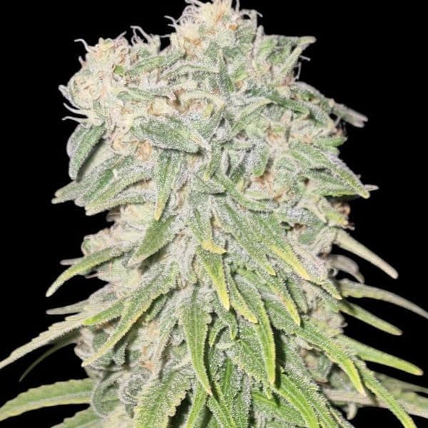 Blueberry Muffins CBD