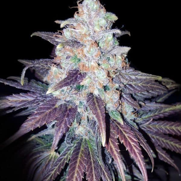 Bruce Banner x White Russian