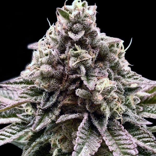 Cookies and Cream Fast