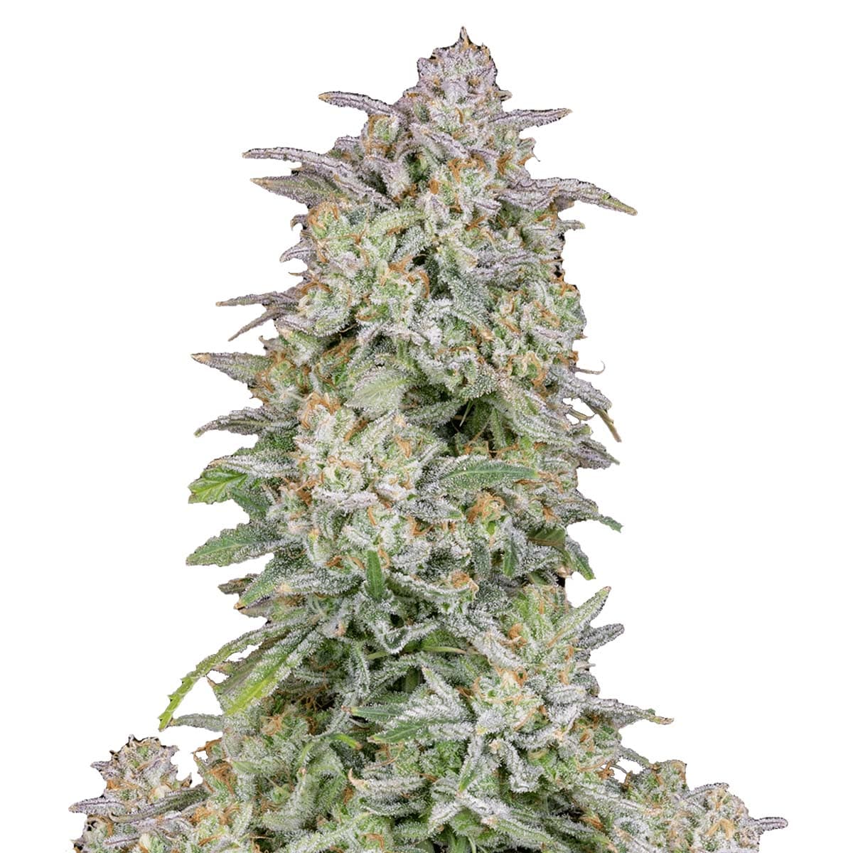 Forbidden Runtz Auto