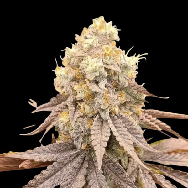 Gelato x Orange Cake