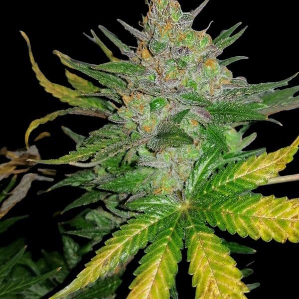 Gorilla Cookies Fast