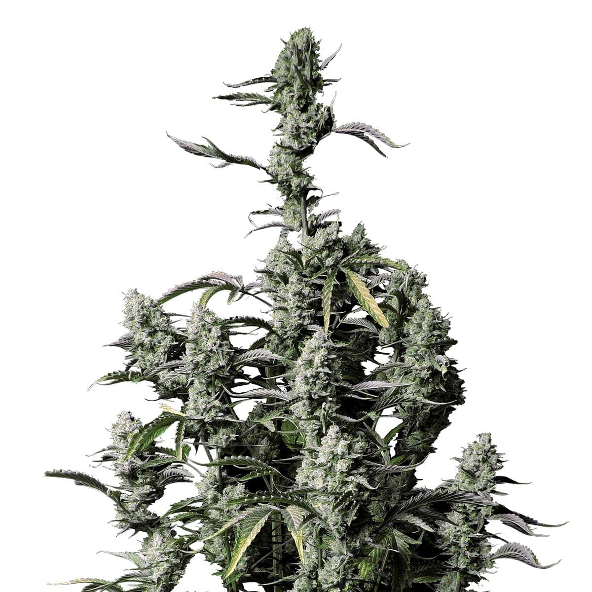 Gorilla Zkittlez Auto