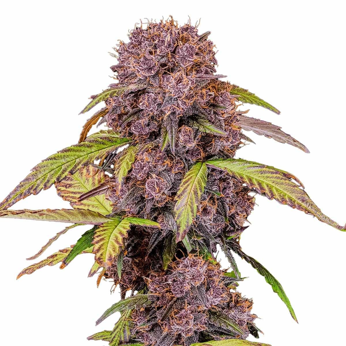 Lemon Cherry Cookies Auto