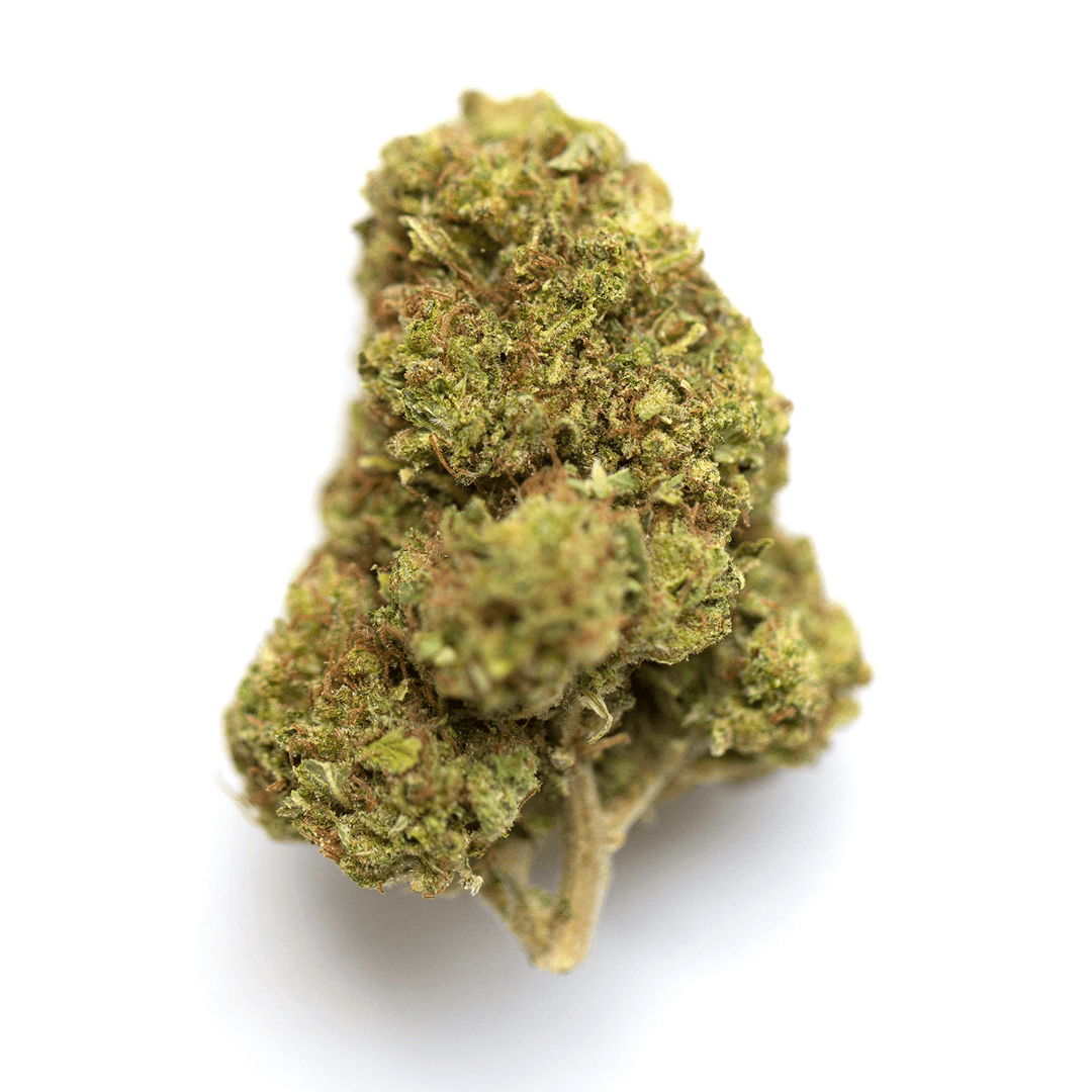 Lemon Sativa
