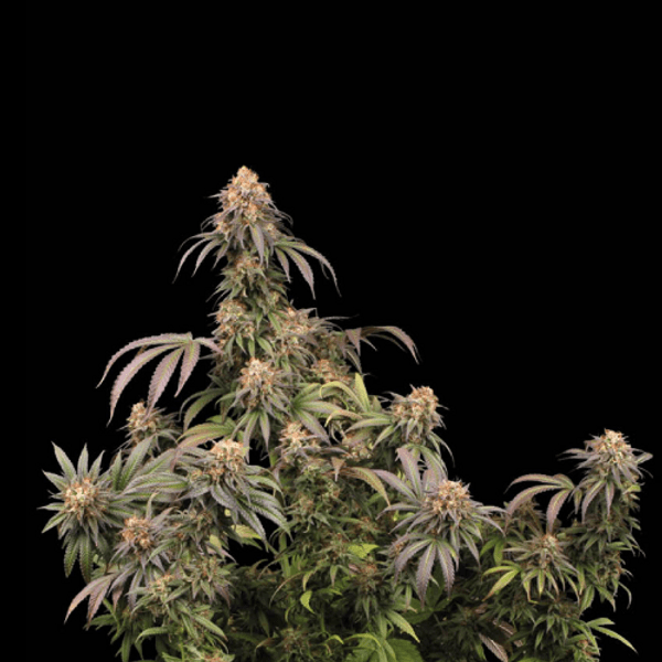 Mandarin Panties Fem