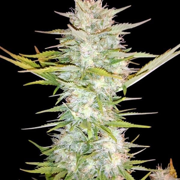 Mandarine Auto