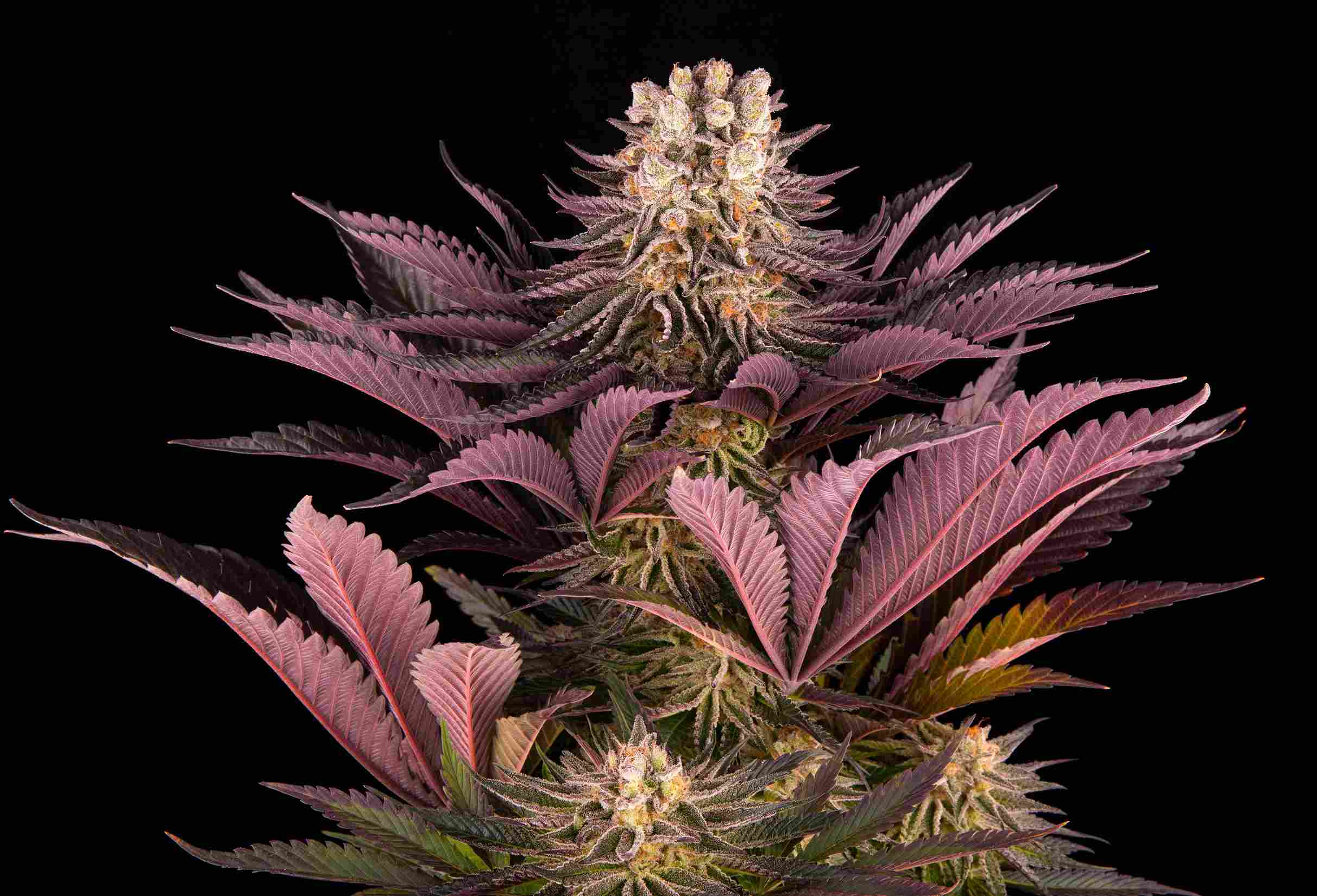 Mimosa x Orange Punch