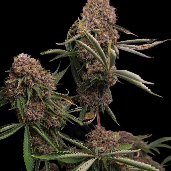 Mimosa Zkittlez Fast