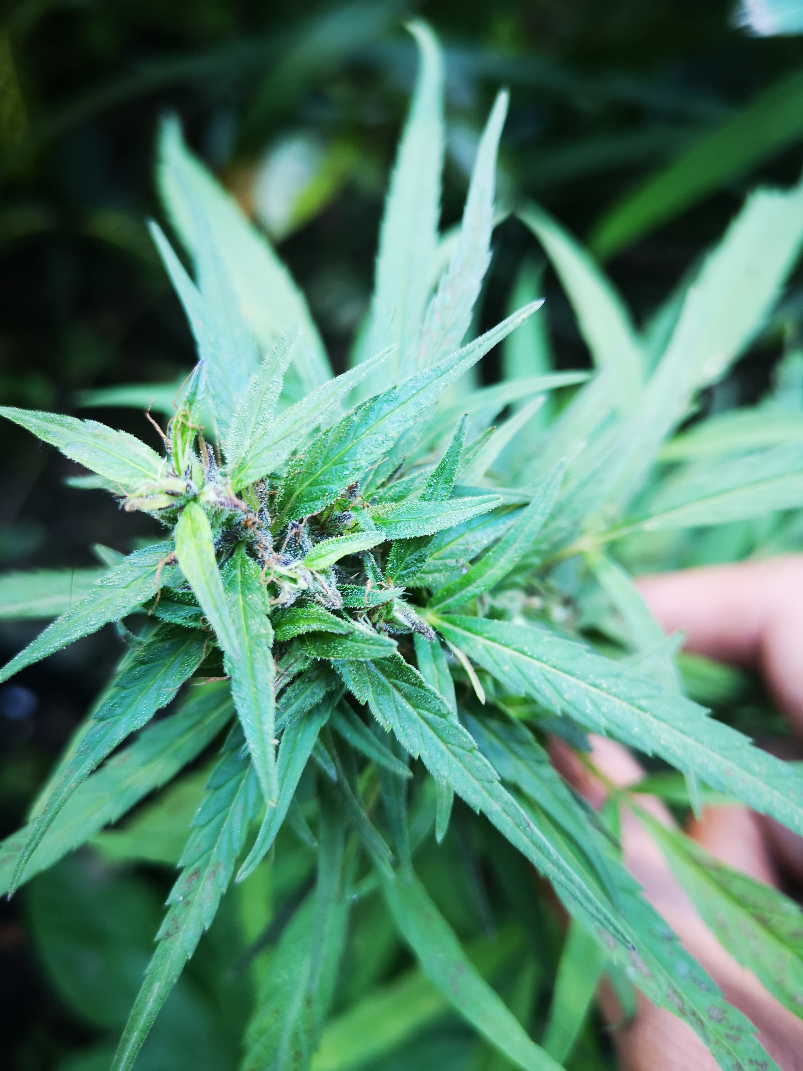 Philippines Landrace