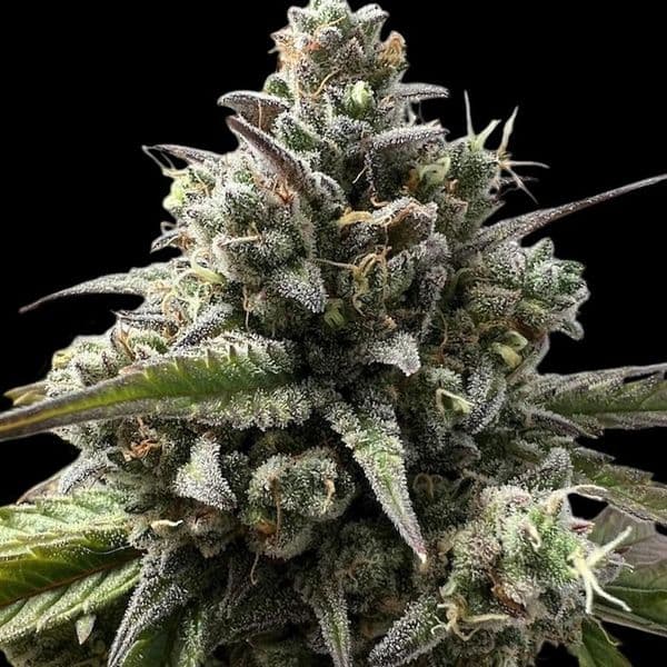 San Fernando Valley OG