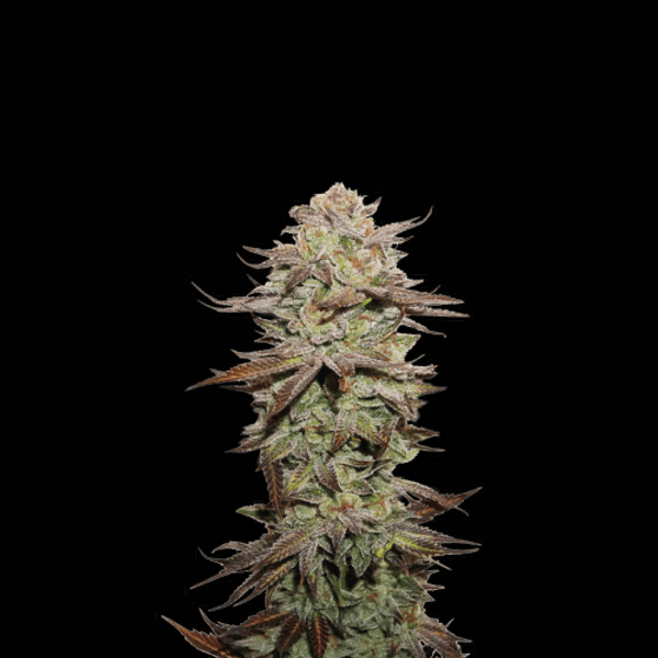Sticky Fingers Auto