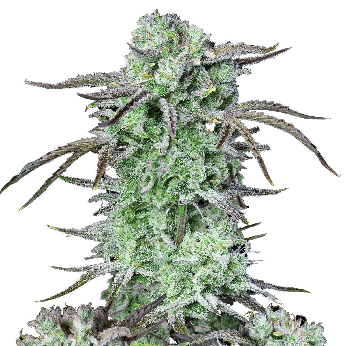 Strawberry Banana Auto