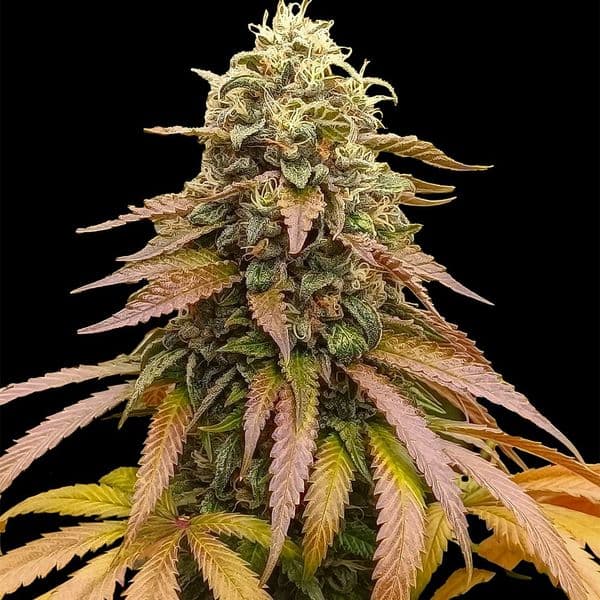 Strawberry Coke Fast