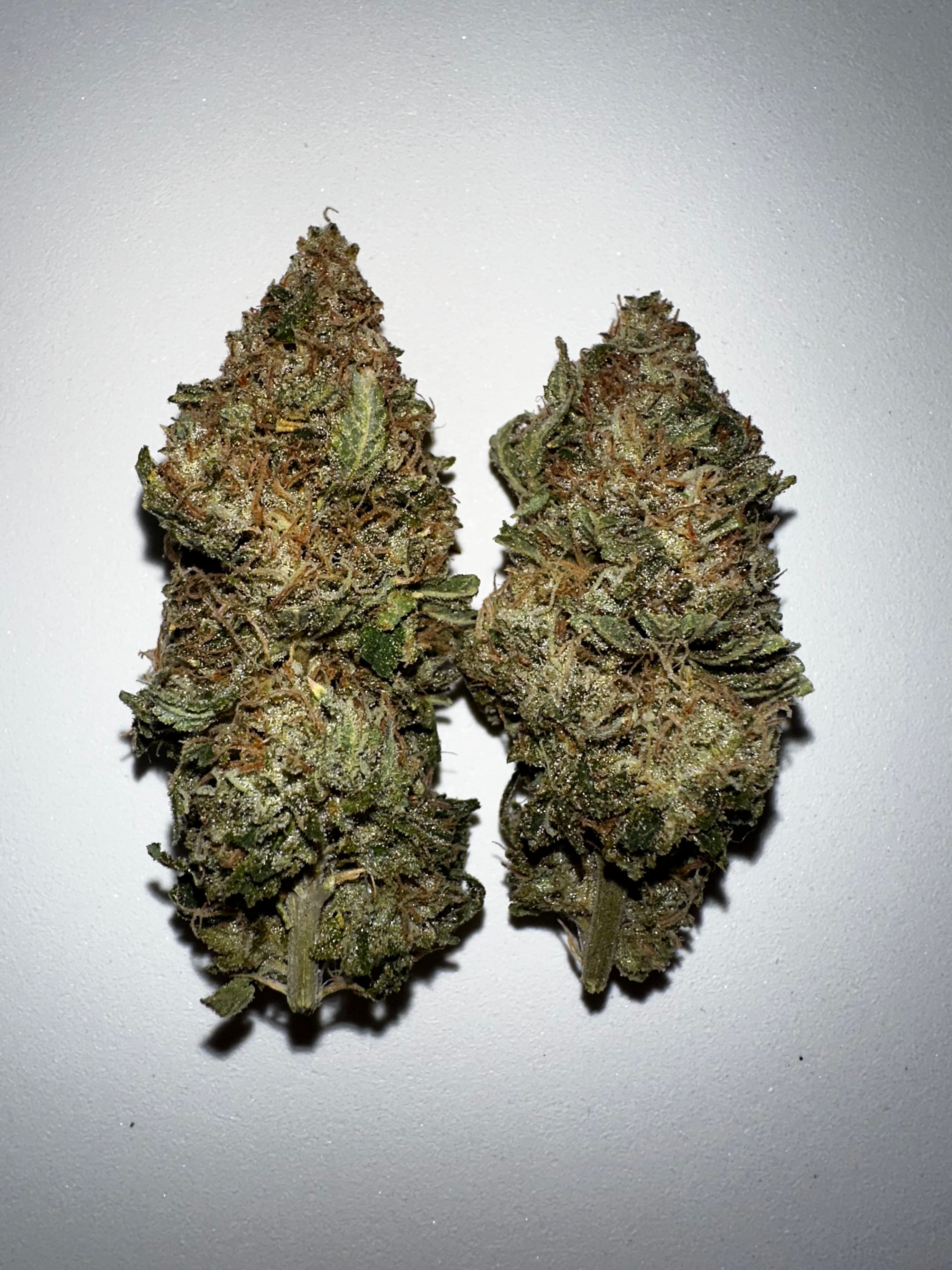 Taylor Ham and Cheese