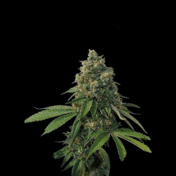 Thunder Dawg Regular