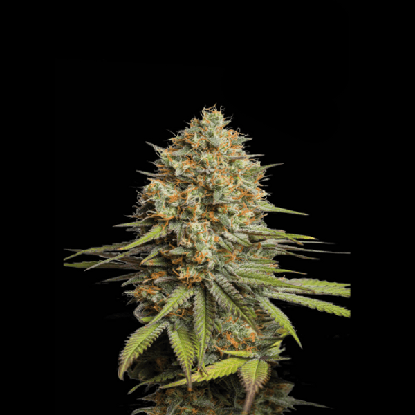 Triton Biscotto Lime Auto