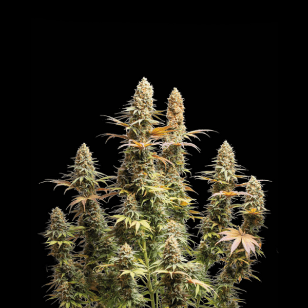 Triton Biscotto Lime Fem