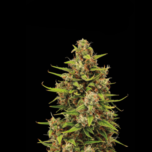 Tropical Zmoothie Auto