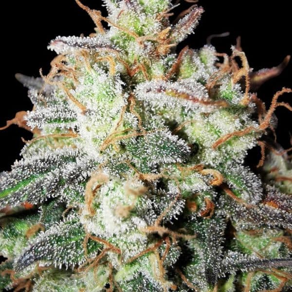 Tropicana Cookies Purple