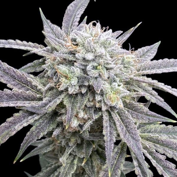 Watermelon Cookies CBD