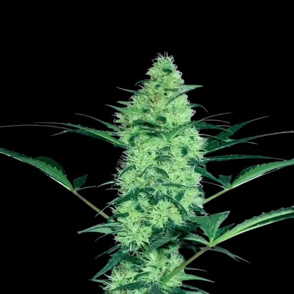 Wicked Frosted Mintz